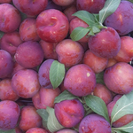 Red Plum